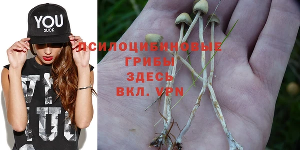 PSILOCYBIN Бородино